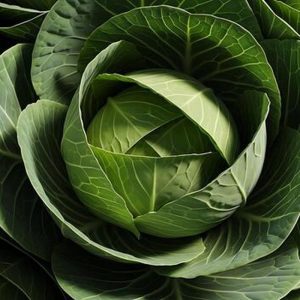 Cabbage